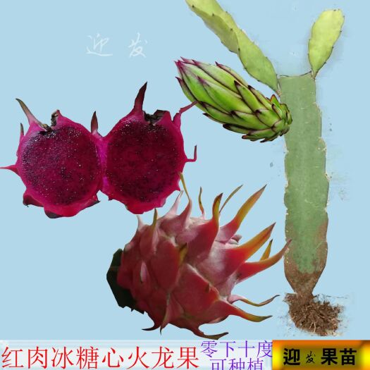 灵山县红皮红肉火龙果苗