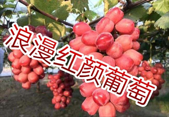 平邑县浪漫红颜葡萄苗 