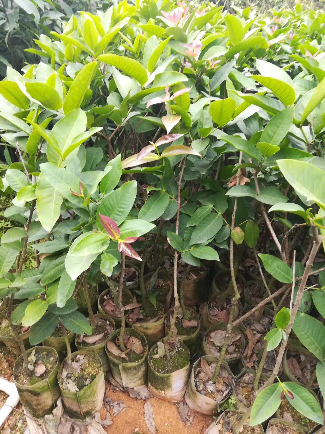 大叶红莲雾苗