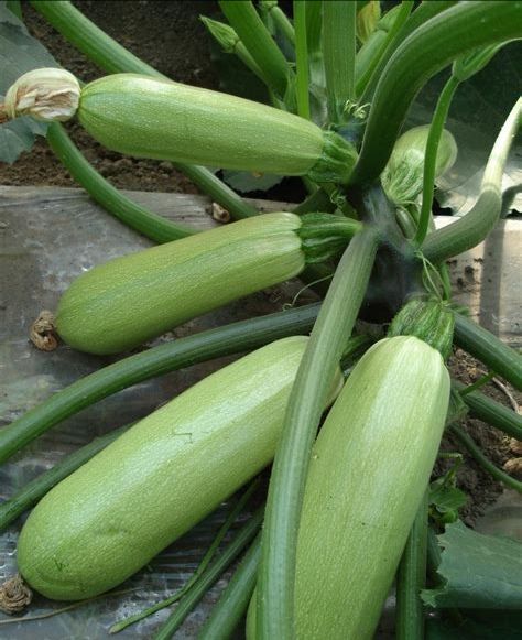 安丘市绿皮西葫芦  