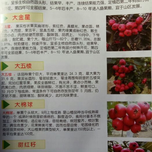 泰安大金星山楂树苗 