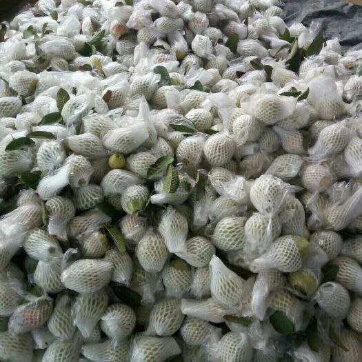 佛冈县红心芭乐 很好吃的西瓜芭乐