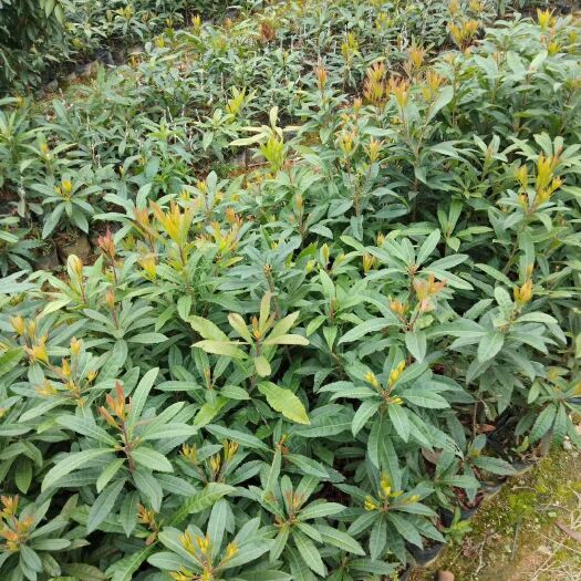 灵山县东槐杨梅苗 