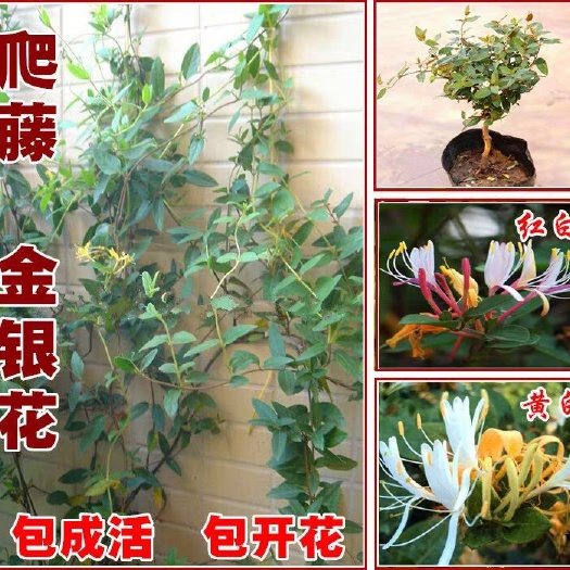 沭阳县四季金银花苗 60~70公分 