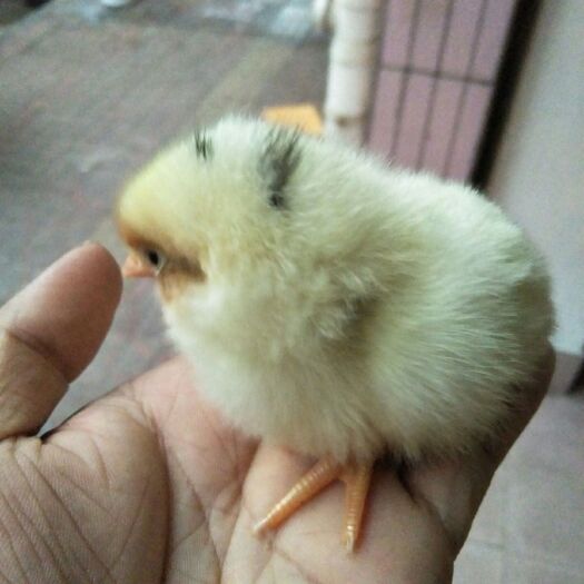 广州海兰灰蛋鸡 