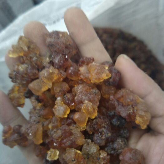 广州桃胶 24个月以上 