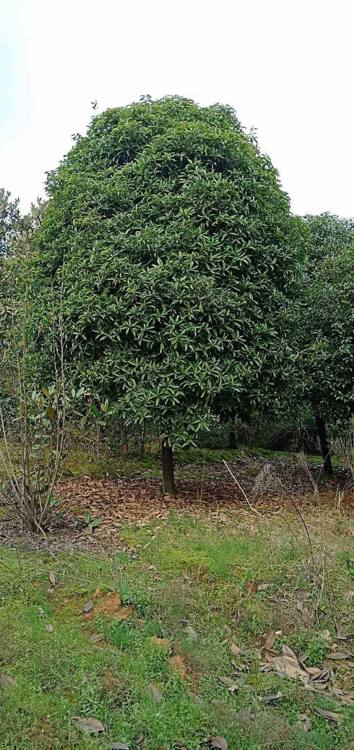 湖南桂花树批发采购_湖南桂花树供应_湖南桂