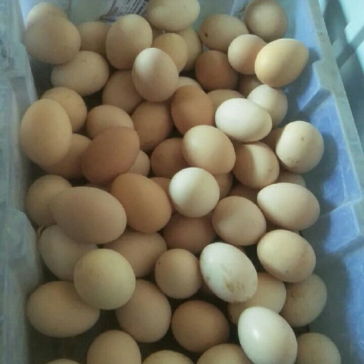 武安市土鸡蛋 食用 散装 