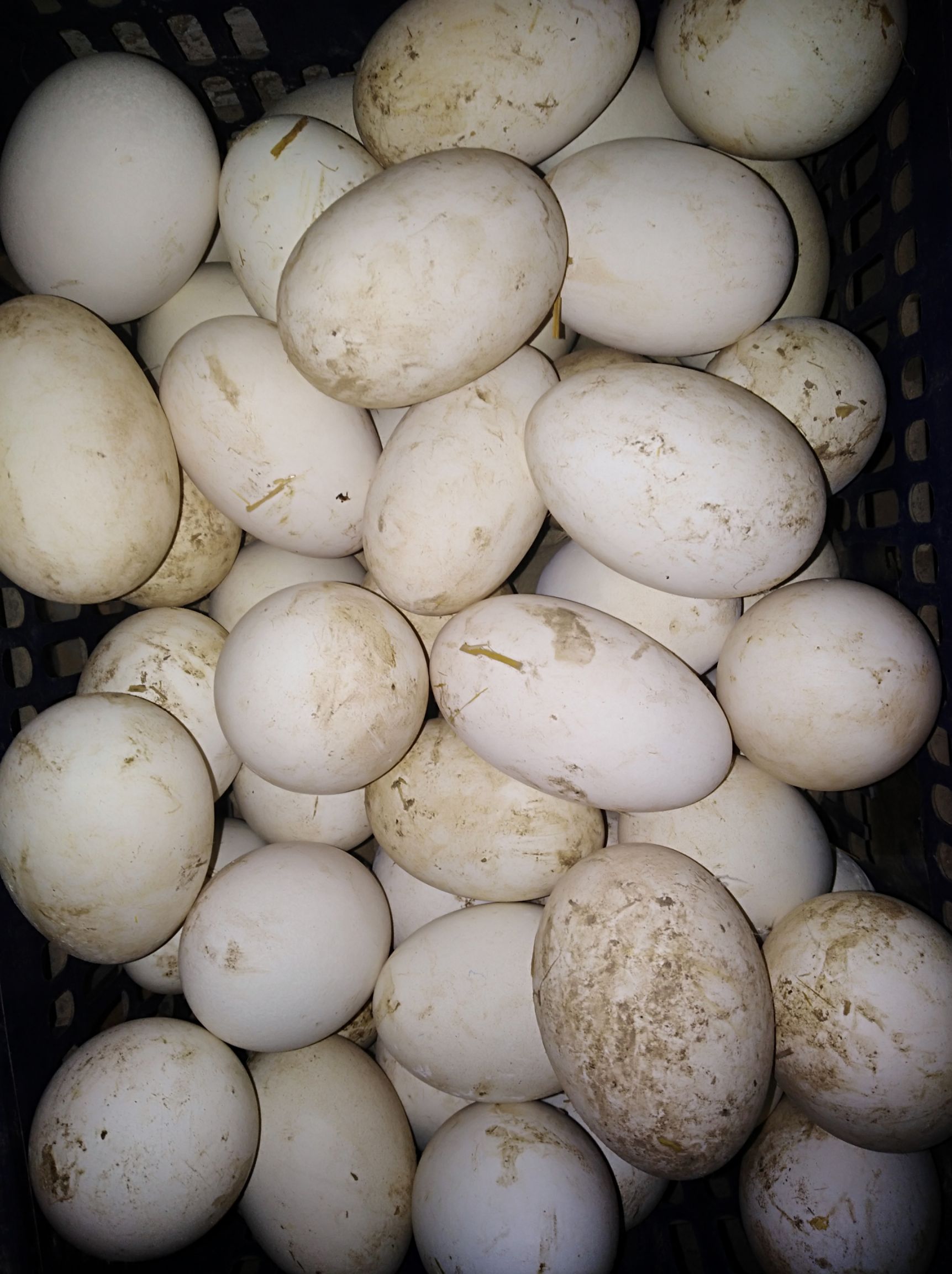土鹅蛋 食用 散装 