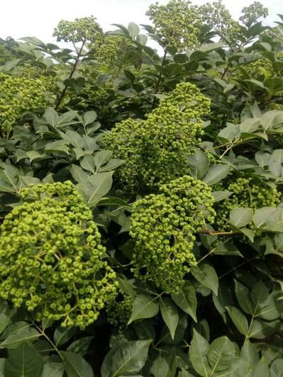 柳城县吴茱萸种子 