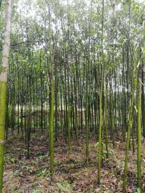 益阳 香樟