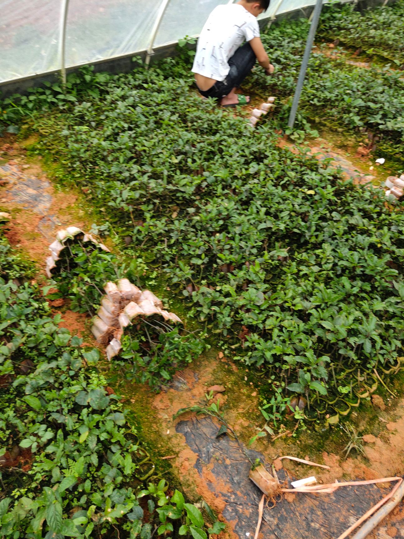 黄金百香果苗  百香果苗四季结果盆栽地栽百香果树苗黄金百香果