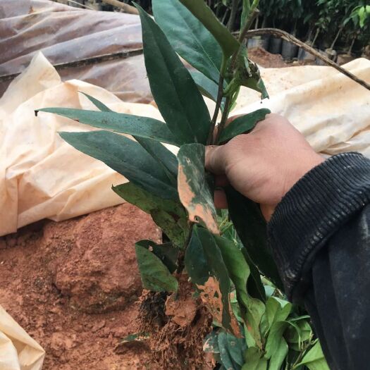 灵山县粉红黑老虎苗