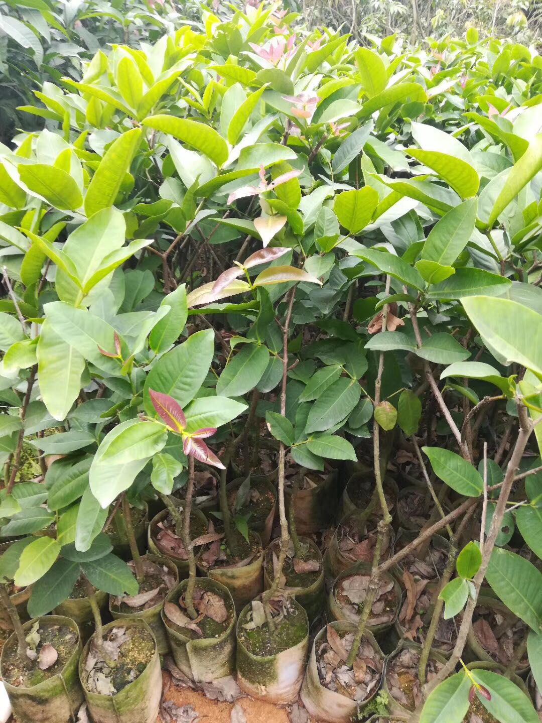 大叶红莲雾苗