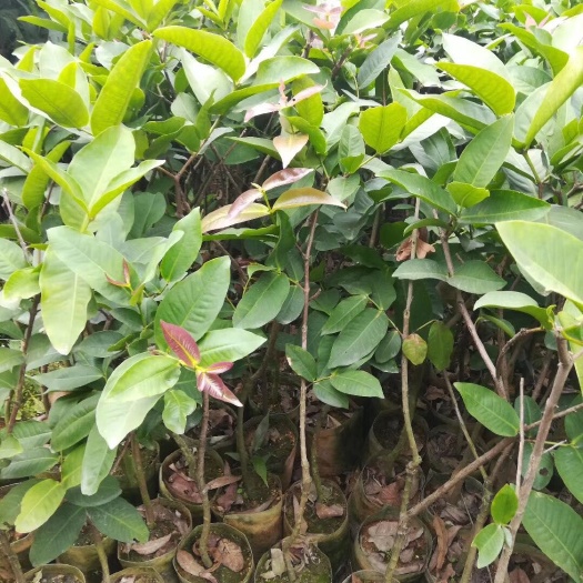 灵山县大叶红莲雾苗