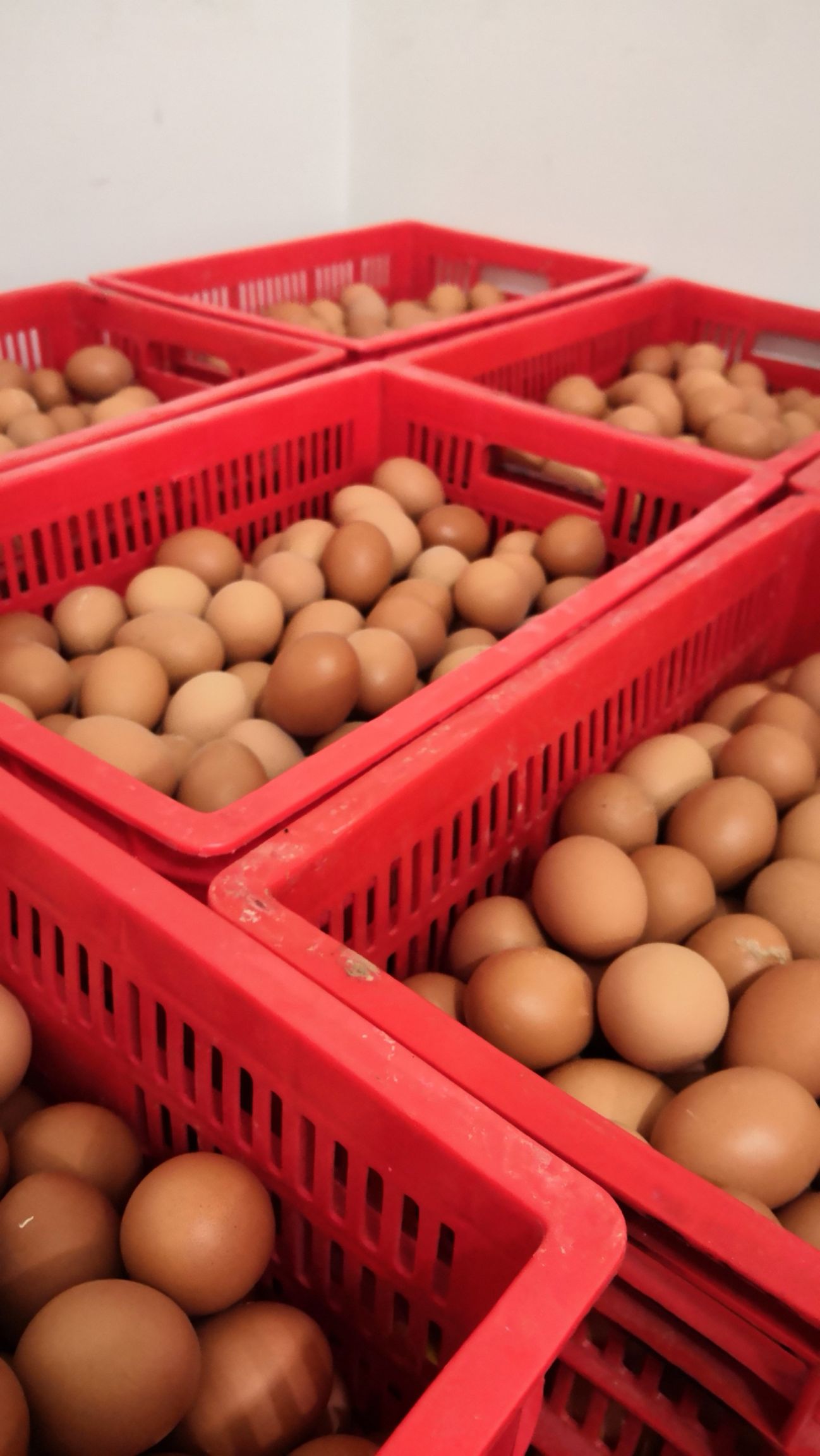 红皮鸡蛋食用散装