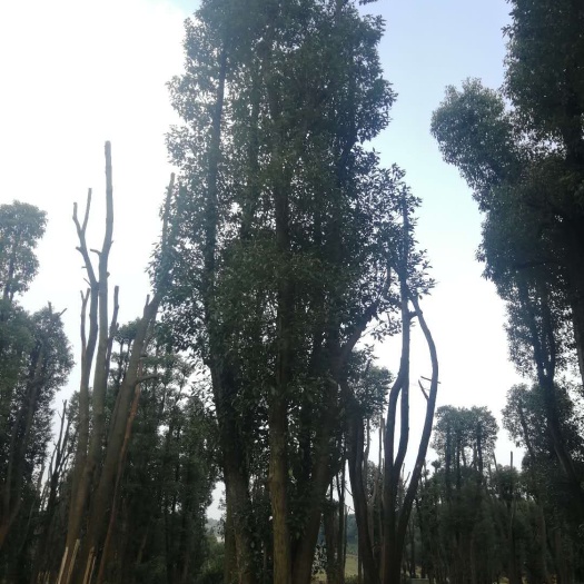 益阳丛生香樟 