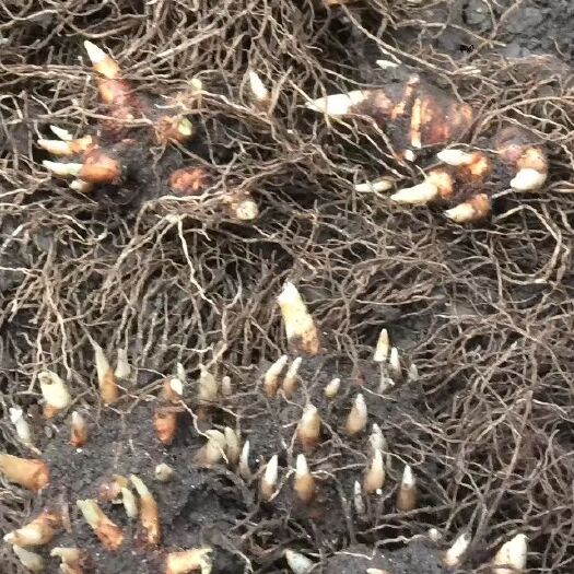 石棉县重楼苗  大量出售多芽粉质重楼种苗