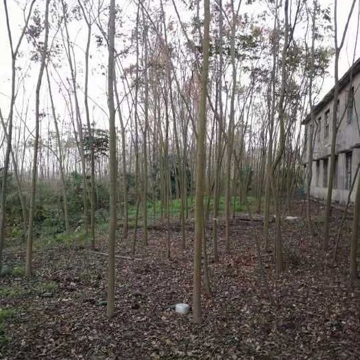 益阳黄山栾树 