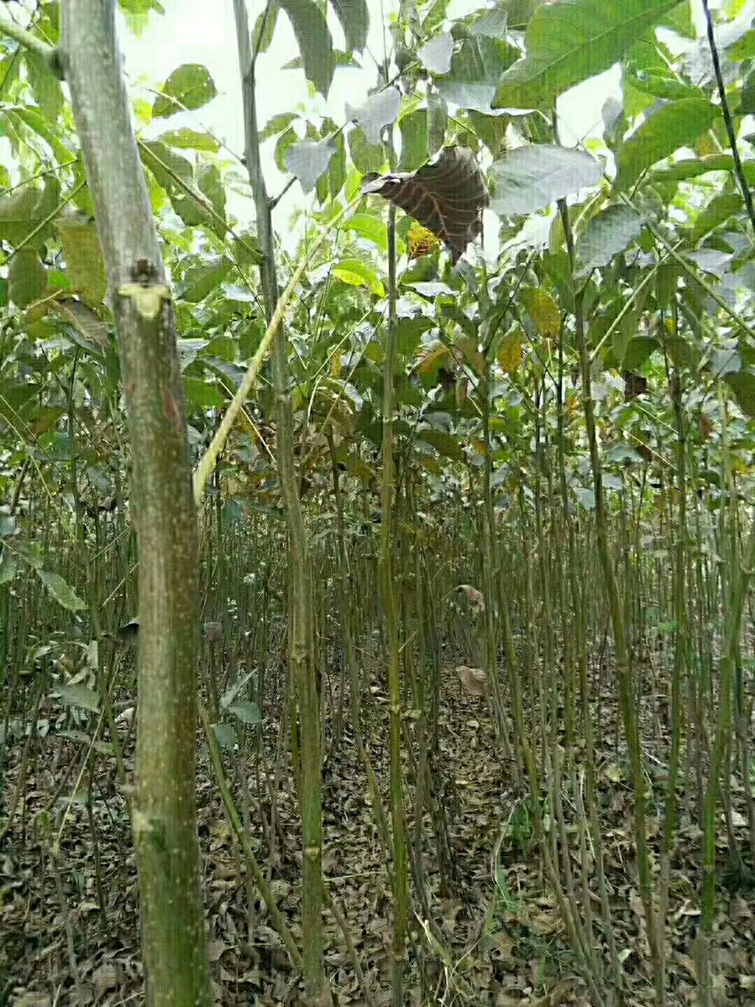 薄皮核桃苗核桃树苗绿化占地苗盆地栽庭院南北方种植好管理易结果