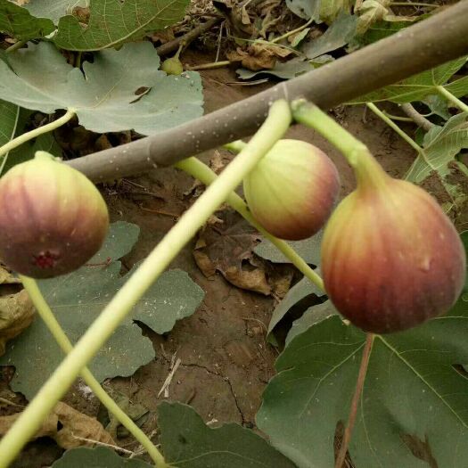 泰安波姬红无花果苗 