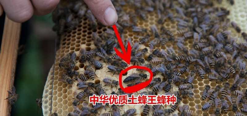 金沙县土蜂 中华蜜蜂 蜜蜂