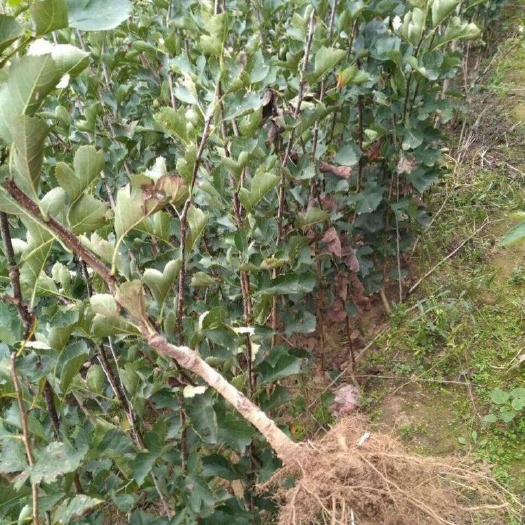泰安普通山楂苗 
