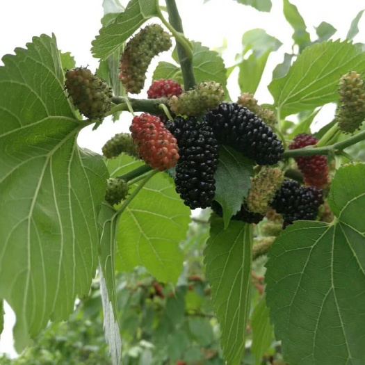 大十桑葚 2 - 3cm 