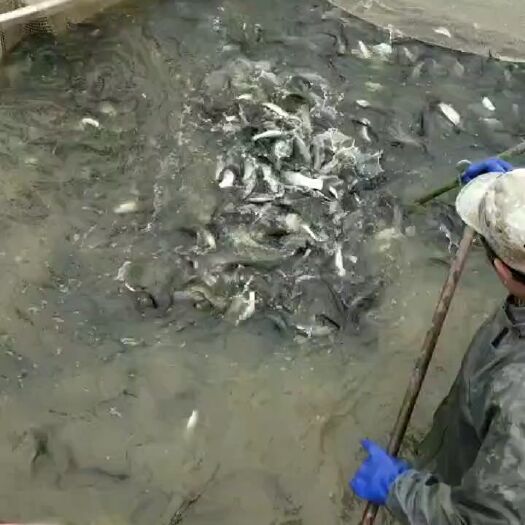 汉寿县草鱼苗 