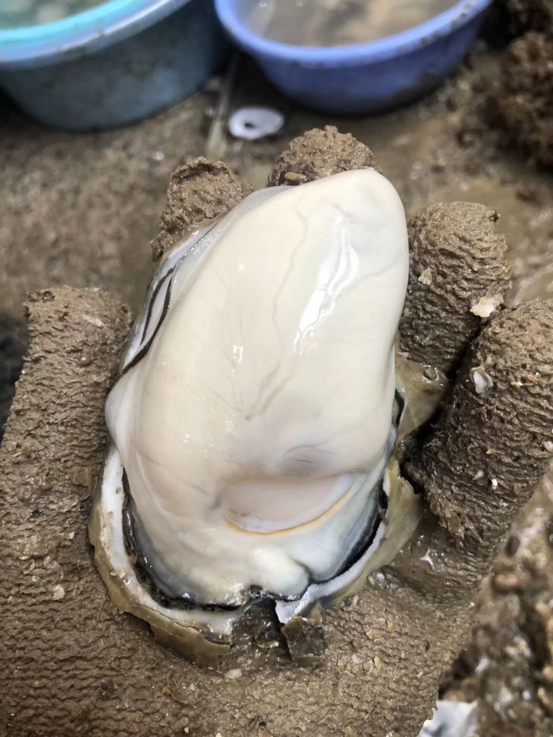 台山生蚝 人工养殖 3-4两/只 