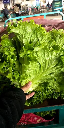 散叶生菜  5~6两 诚信为本