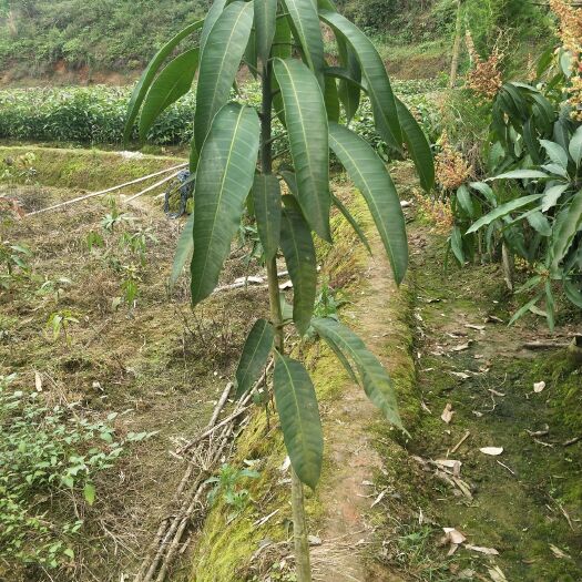 灵山县金煌芒果苗