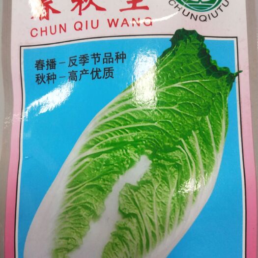 成都大白菜种子 杂交种 ≥85%