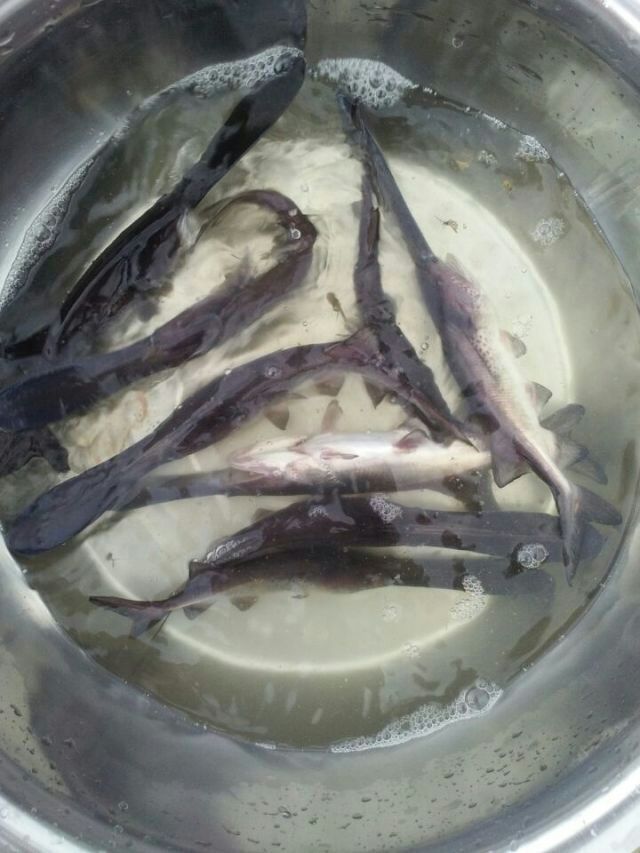 鸭嘴鱼苗 鸭嘴鱼