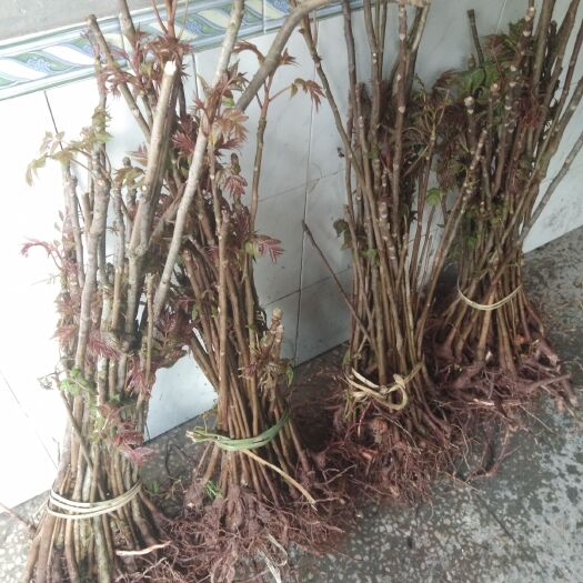 红油香椿苗 2公分以下 