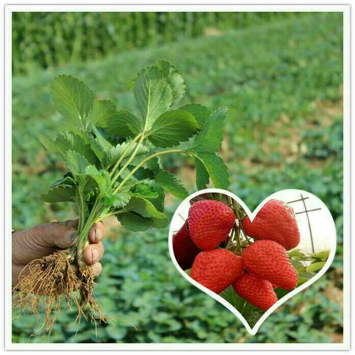 奶油草莓苗 10公分以下 地栽苗