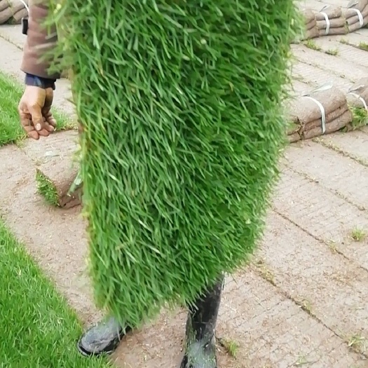 常州早熟禾草坪