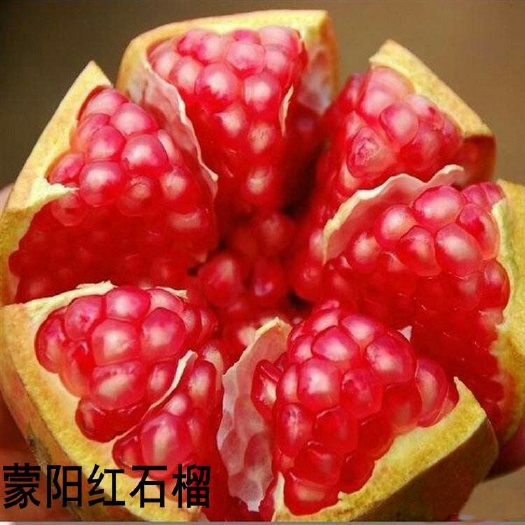 平邑县蒙阳红石榴苗 