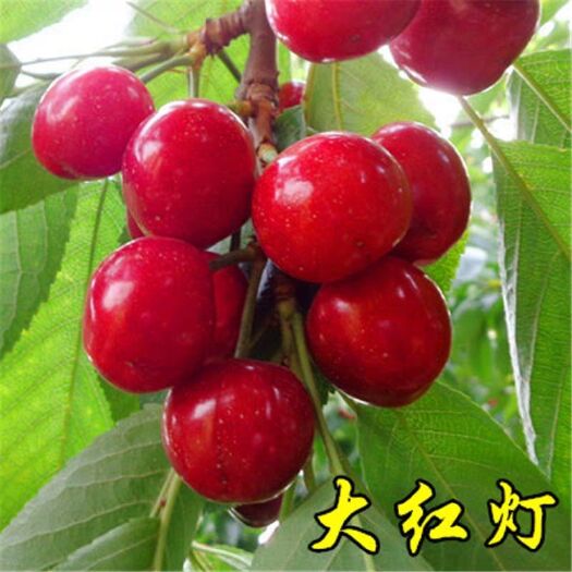 平邑县红灯樱桃苗 