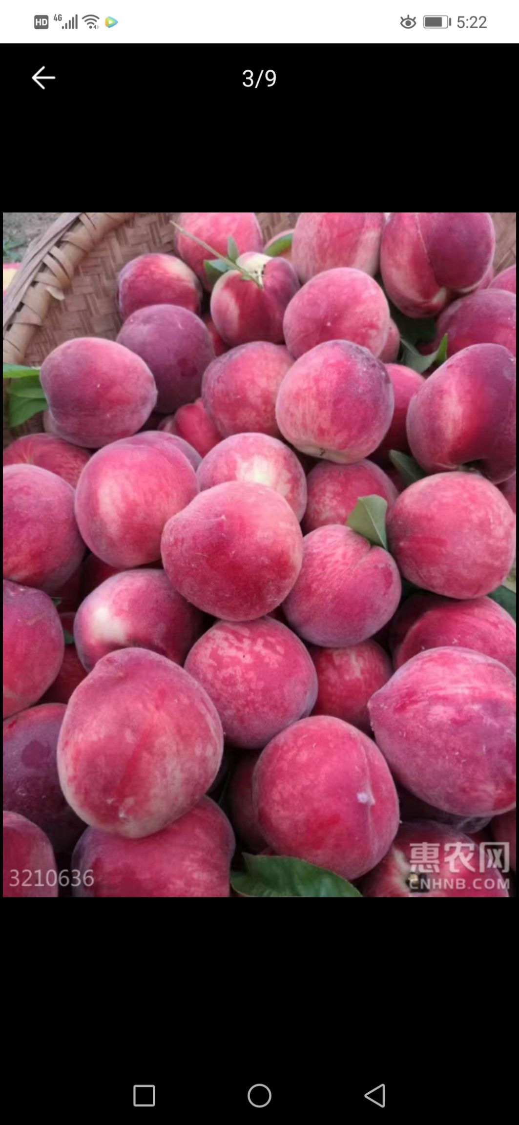 红不软桃苗 0.5~1米 