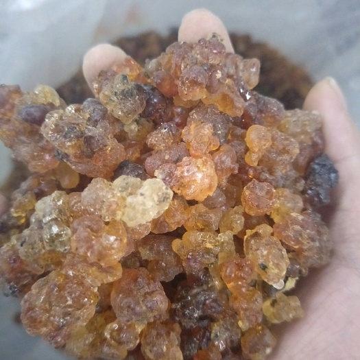 广州食用桃胶 24个月以上 