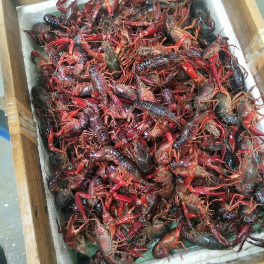潜江市潜江小龙虾 5-7钱 稻田虾 