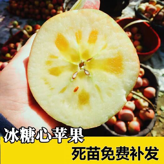 平邑县冰糖心苹果苗 0.5~1米 
