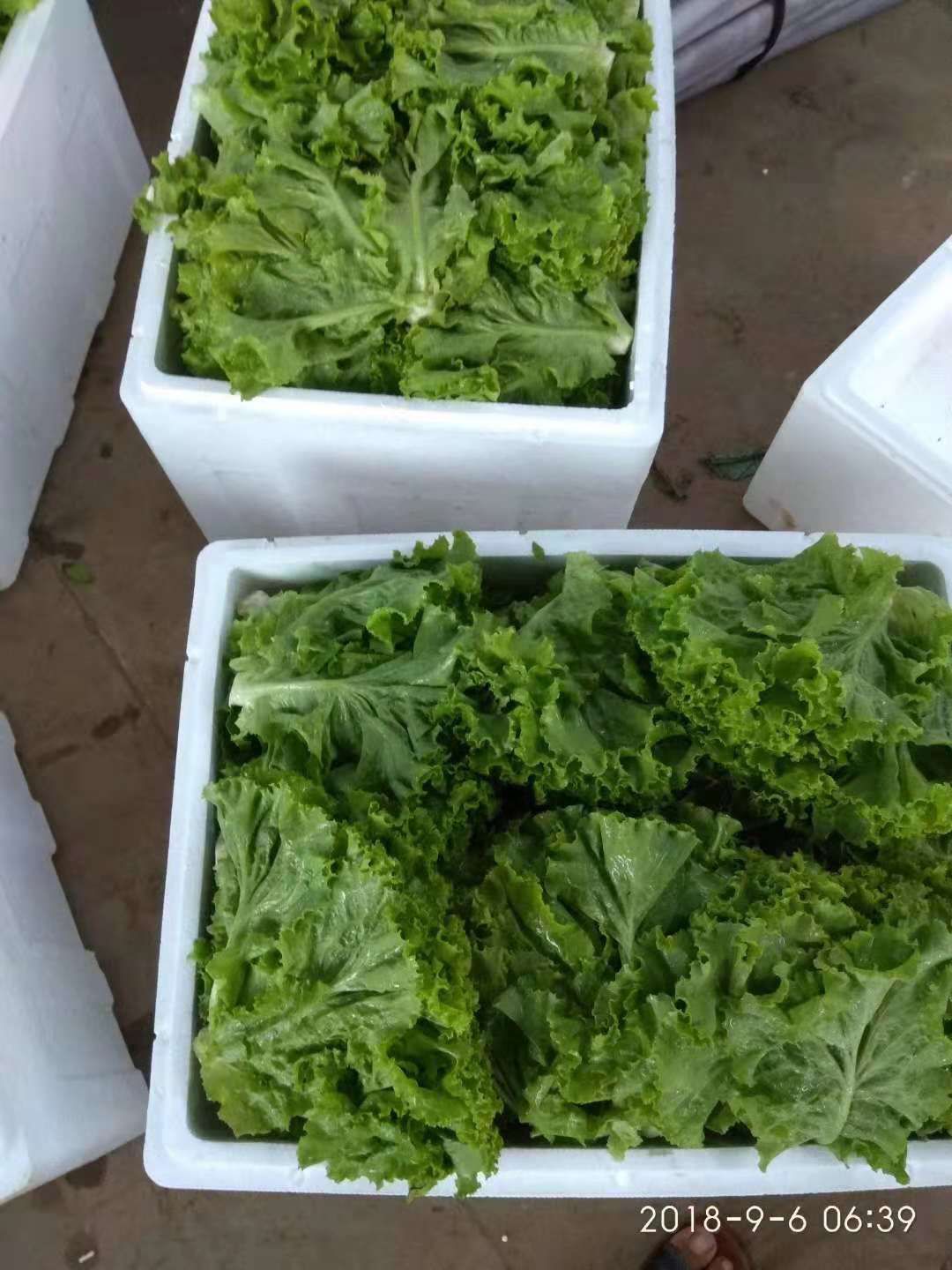 散叶生菜  5~6两 诚信为本