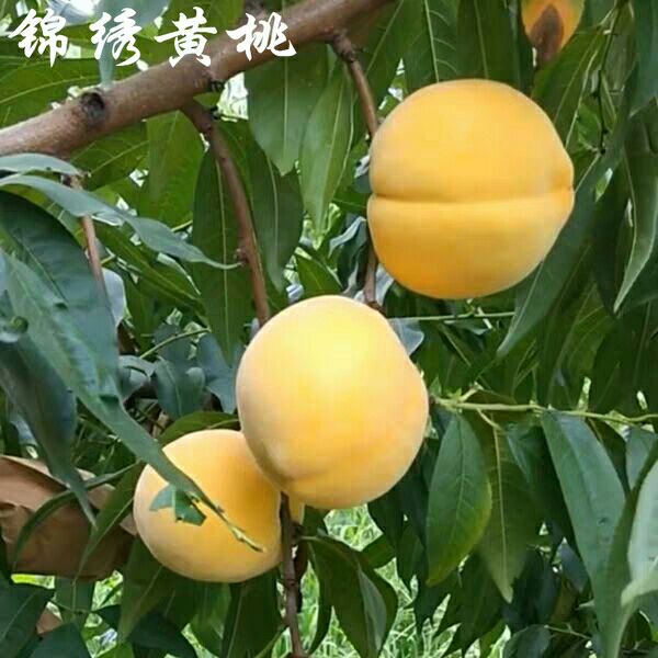  桃树苗血桃黑桃黄桃早熟晚熟嫁接桃苗南方北方种植果树苗