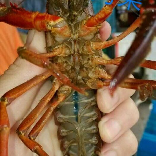 南京盱眙小龙虾 4-6钱 人工养殖