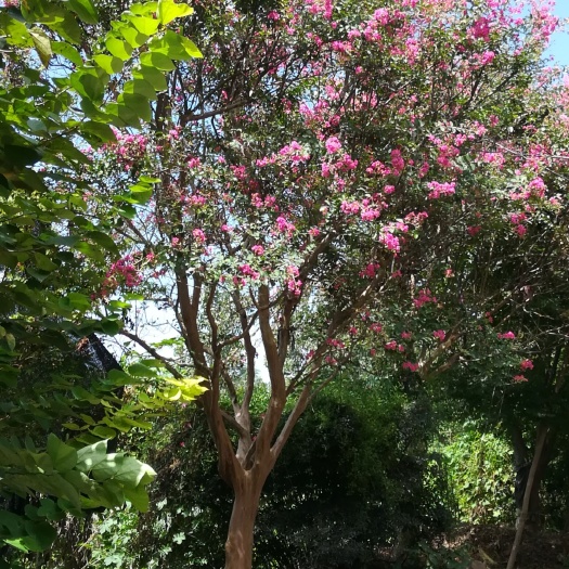 谷城县红花紫薇