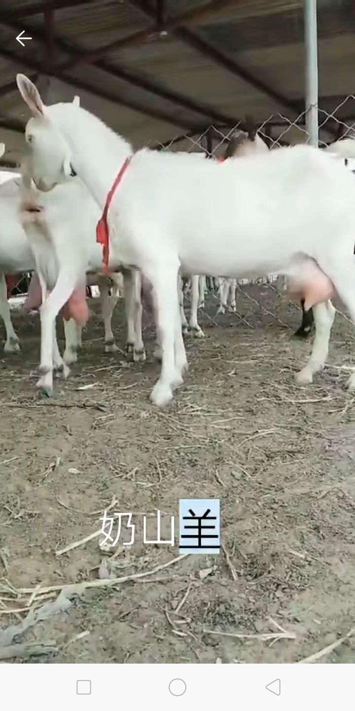 奶山羊 80-110斤 
