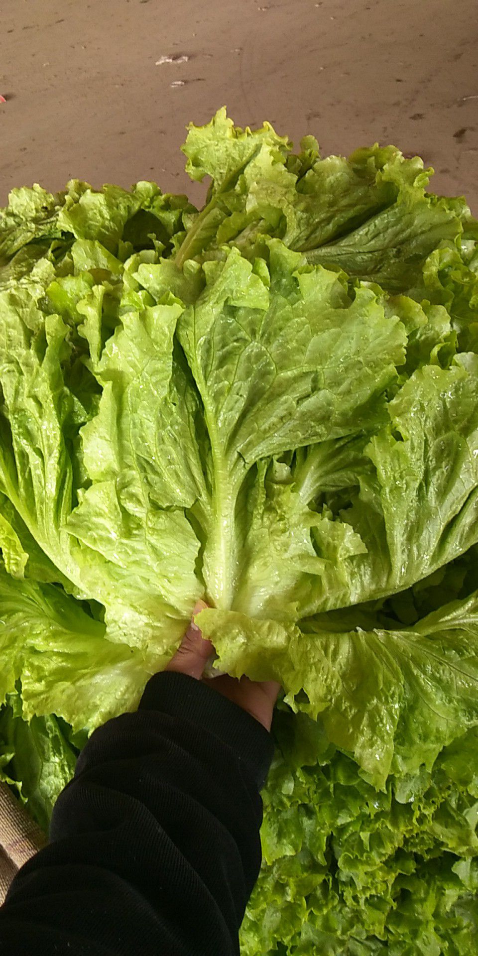 散叶生菜  5~6两 诚信为本
