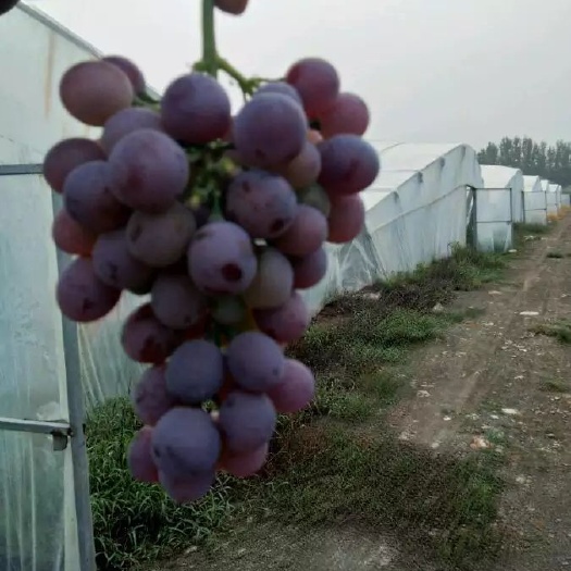 泰安玫瑰香葡萄苗 